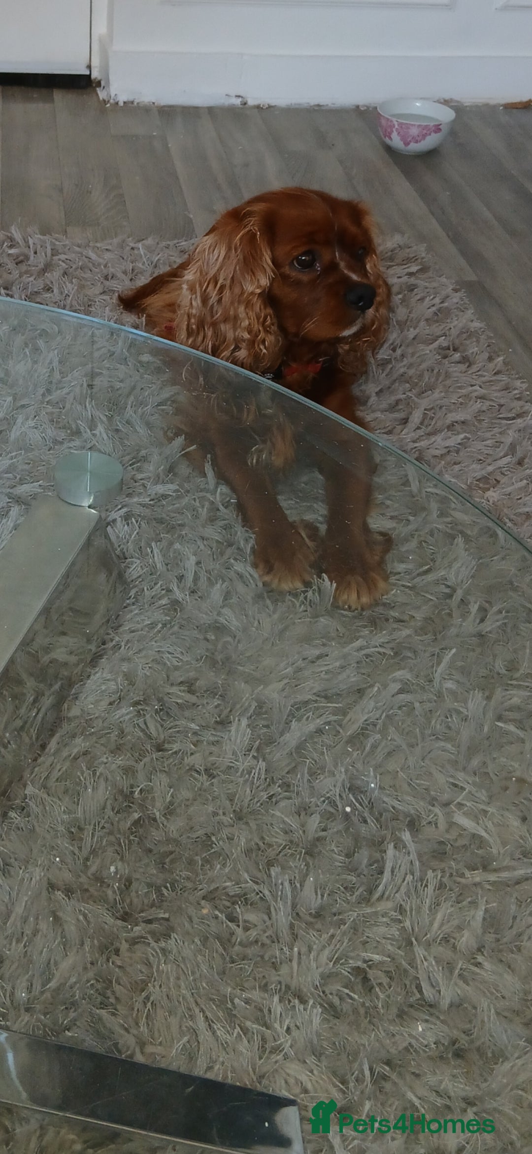 Cavalier King Charles Spaniel dogs for sale: Cavalier king charles spaniel  - Image 6