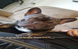 French Bulldog dogs for sale: Ozzy  - Image 4