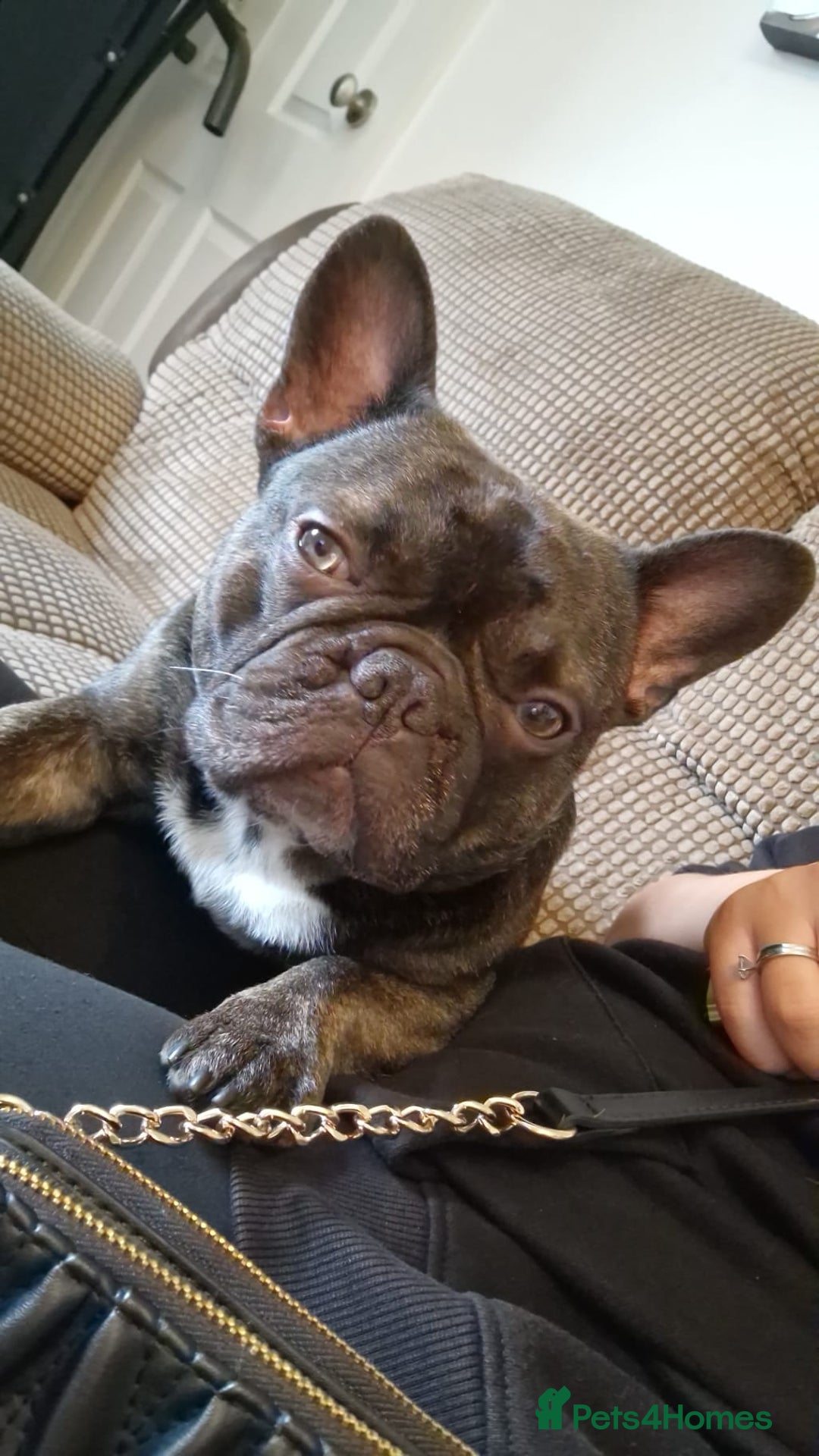 French Bulldog dogs for sale: Ozzy  - Image 4