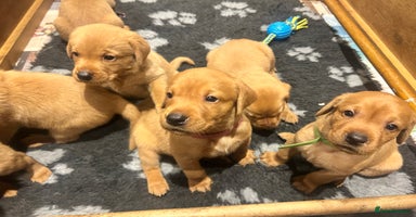 Labrador Retriever dogs - Advert 3