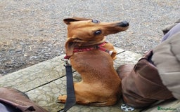 Mixed Breed dogs for sale: Dachshund x Chihuahua - Looking for a New Home - Image 3