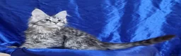 Maine Coon cats for sale: GCCF REGISTERED Pedigree Maine Coon Kittens  - Advert 13