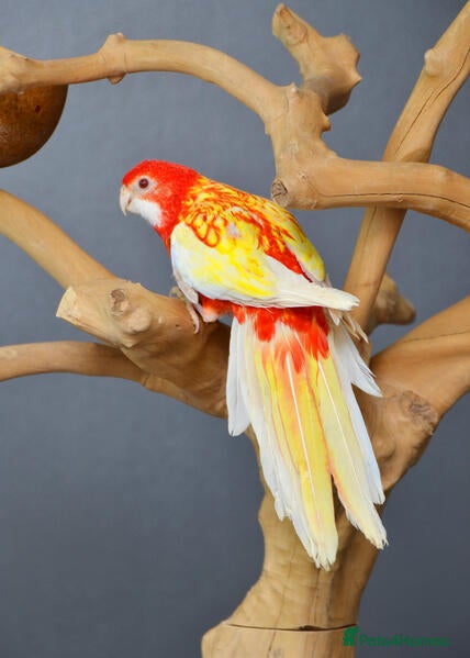 Parrots birds Vibrant, Talking Parrots–Smart & Social Companions - Advert 2