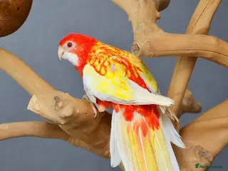 Parrots birds Vibrant, Talking Parrots–Smart & Social Companions - Advert 2