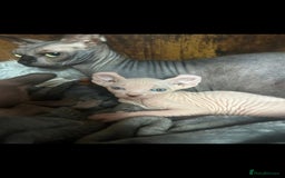 Sphynx cats for sale: Odd eyed Male & seal point female 🩵 - Image 12