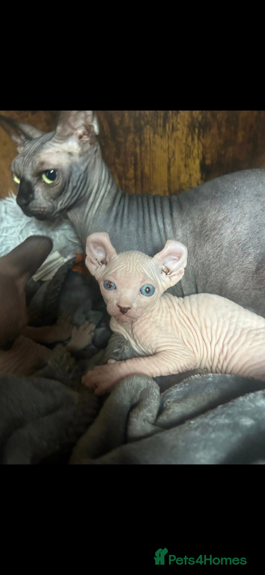 Sphynx cats for sale: Odd eyed Male & seal point female 🩵 - Image 12