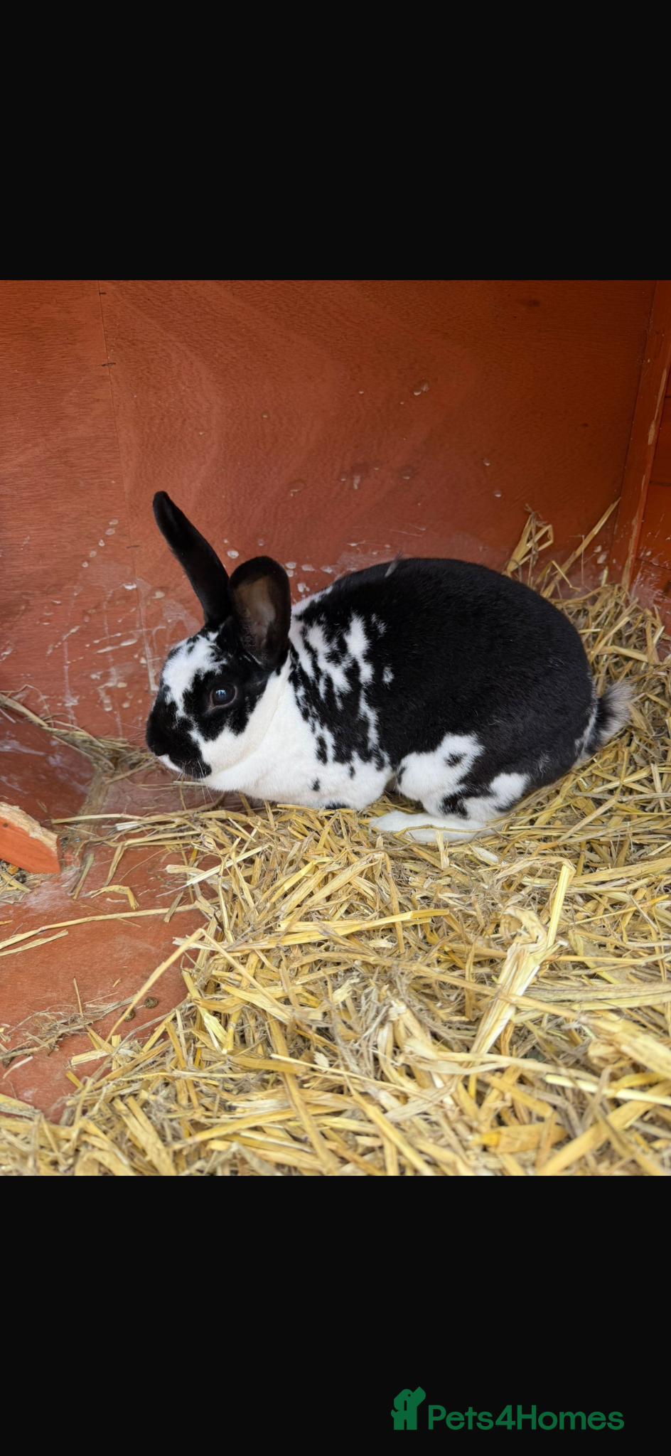 Rex rabbits Female Rex for sale - Advert 12