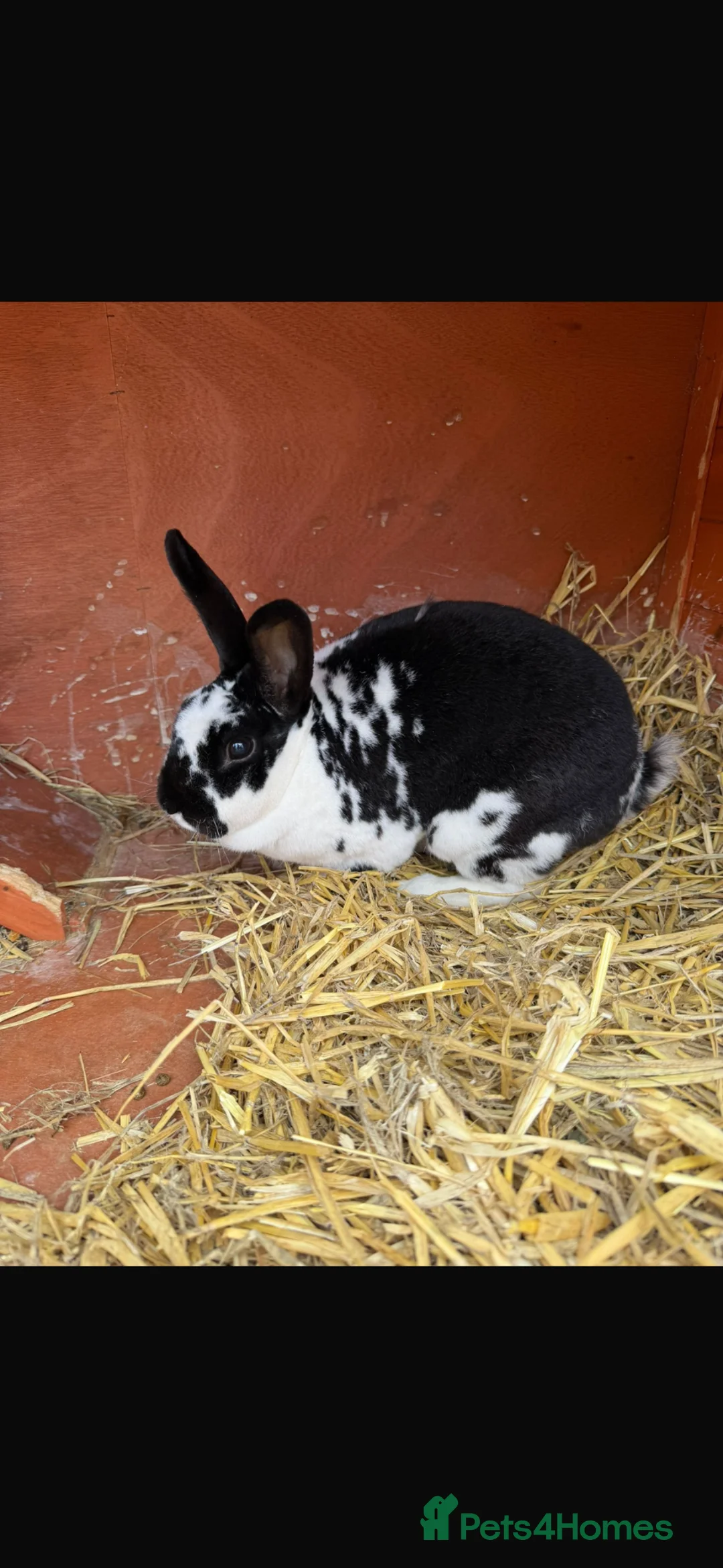 Rex rabbits for sale: Female Rex for sale in Bristol - Advert 1