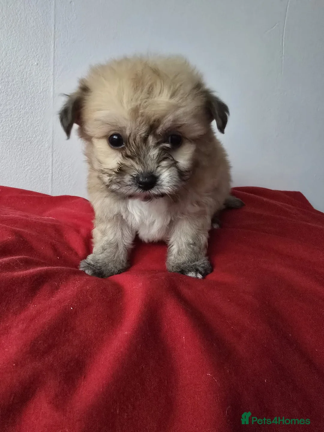 Yorkiepoo dogs for sale: Yorkiepoo puppies  - Advert 16