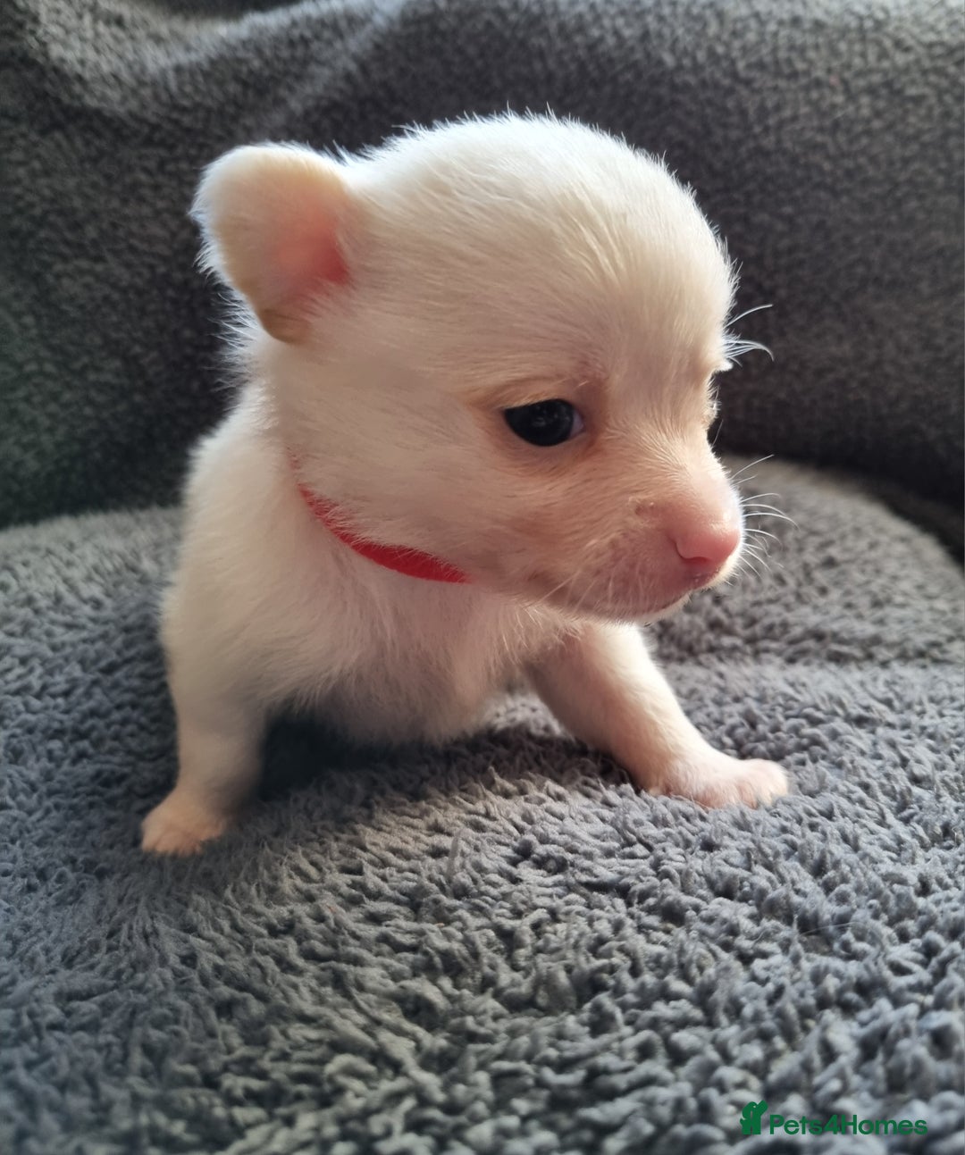 Pomchi dogs for sale: Adorable Pomchi Puppies - Viewings now welcome - Advert 9