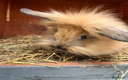 Mini Lion Lop rabbits for sale: 2 mini lion lop rabbits  - Image 1