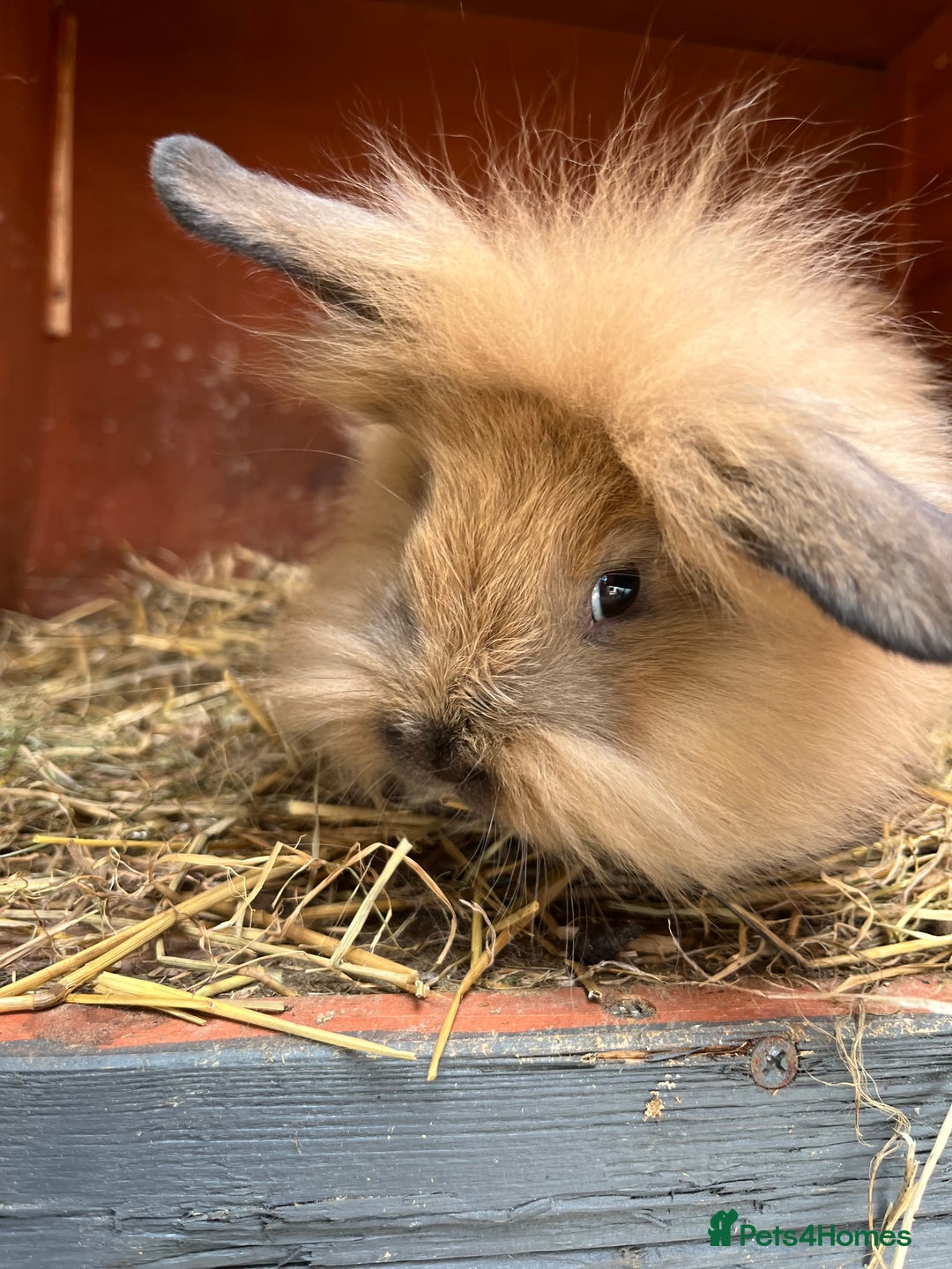 Mini Lion Lop rabbits for sale: 2 mini lion lop rabbits  - Image 1