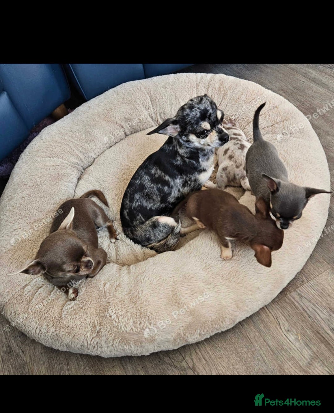 Chihuahua dogs for sale: Beautiful mearle boy pup  - Image 2