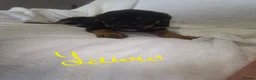 Rottweiler dogs for sale: Rottweiler puppies  READY TO GO  in Newcastle upon Tyne - Advert 16