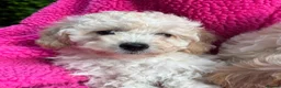 Poochon dogs for sale: 🌺3 POOCHON GIRLS in CHESHIRE🌺-Ready Fri  - Advert 8