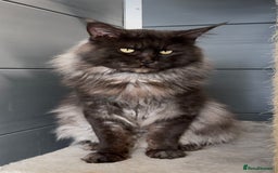 Maine Coon cats for sale: XL maine coon kittens Russia bloodlines Ready Now - Image 14