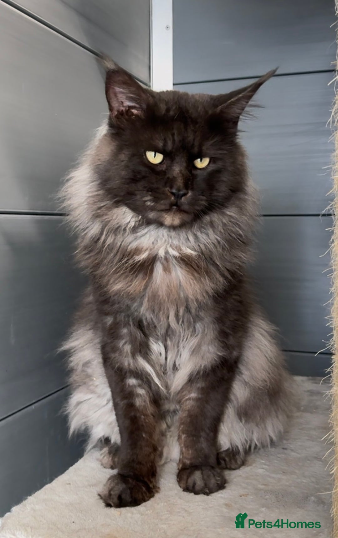 Maine Coon cats for sale: XL maine coon kittens Russia bloodlines Ready Now - Image 14