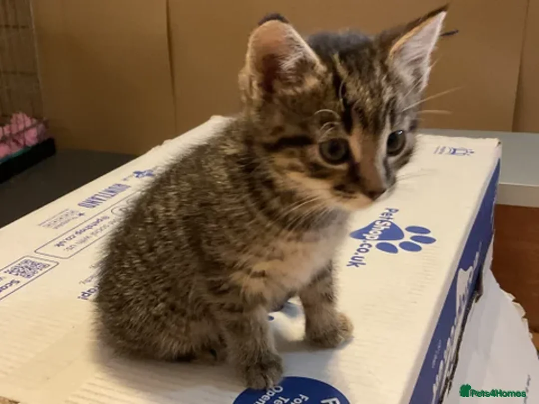 Mixed Breed cats for sale: Tabby Kittens - Image 13