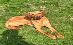 Labrador Retriever dogs for sale: KC Registered Fox Red Labradors - Image 8