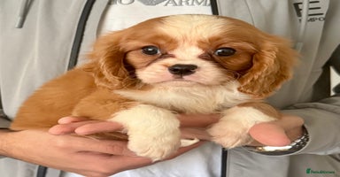 Cavalier King Charles Spaniel dogs STUNNING CAVALIER PUPPIES READY TO GO! - Advert 2