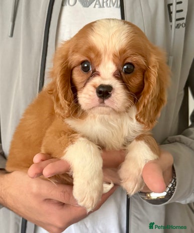 Cavalier King Charles Spaniel dogs ONLY 1 BOY LEFT! STUNNING CAVALIER PUPPIES! - Advert 10
