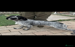 German Wirehaired Pointer dogs for sale: 3 German wiredhead pointers  - Image 3
