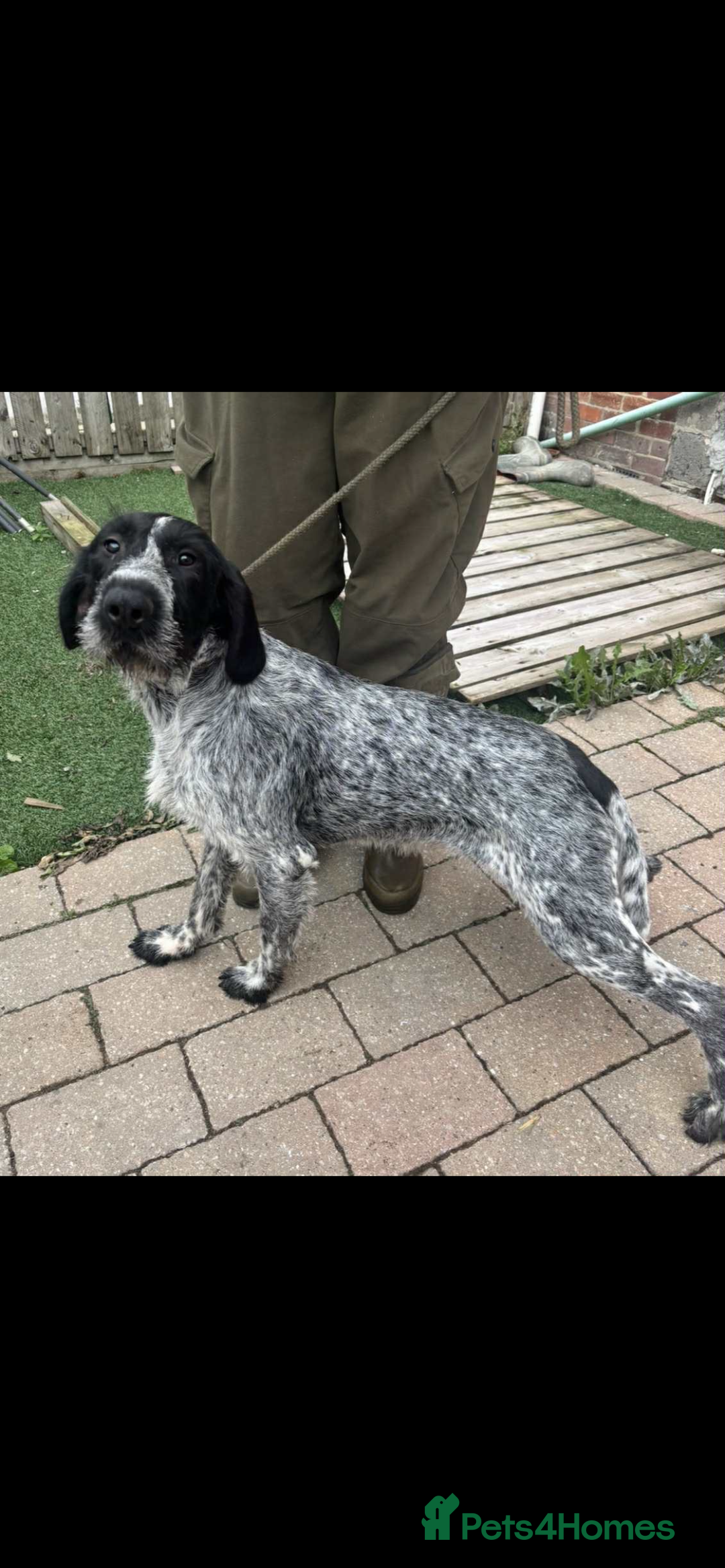 German Wirehaired Pointer dogs for sale: 3 German wiredhead pointers  - Image 3