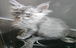 Maine Coon cats for sale: 💖READY NOW💖health tested 💖pure pedigree - Image 5