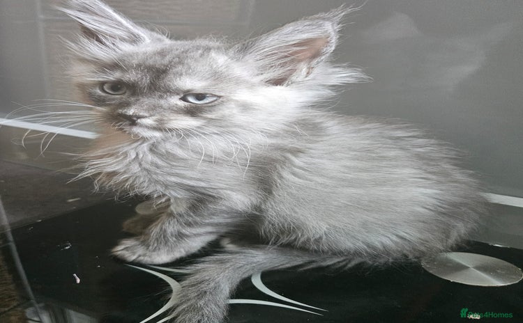 Maine Coon cats - Advert 13