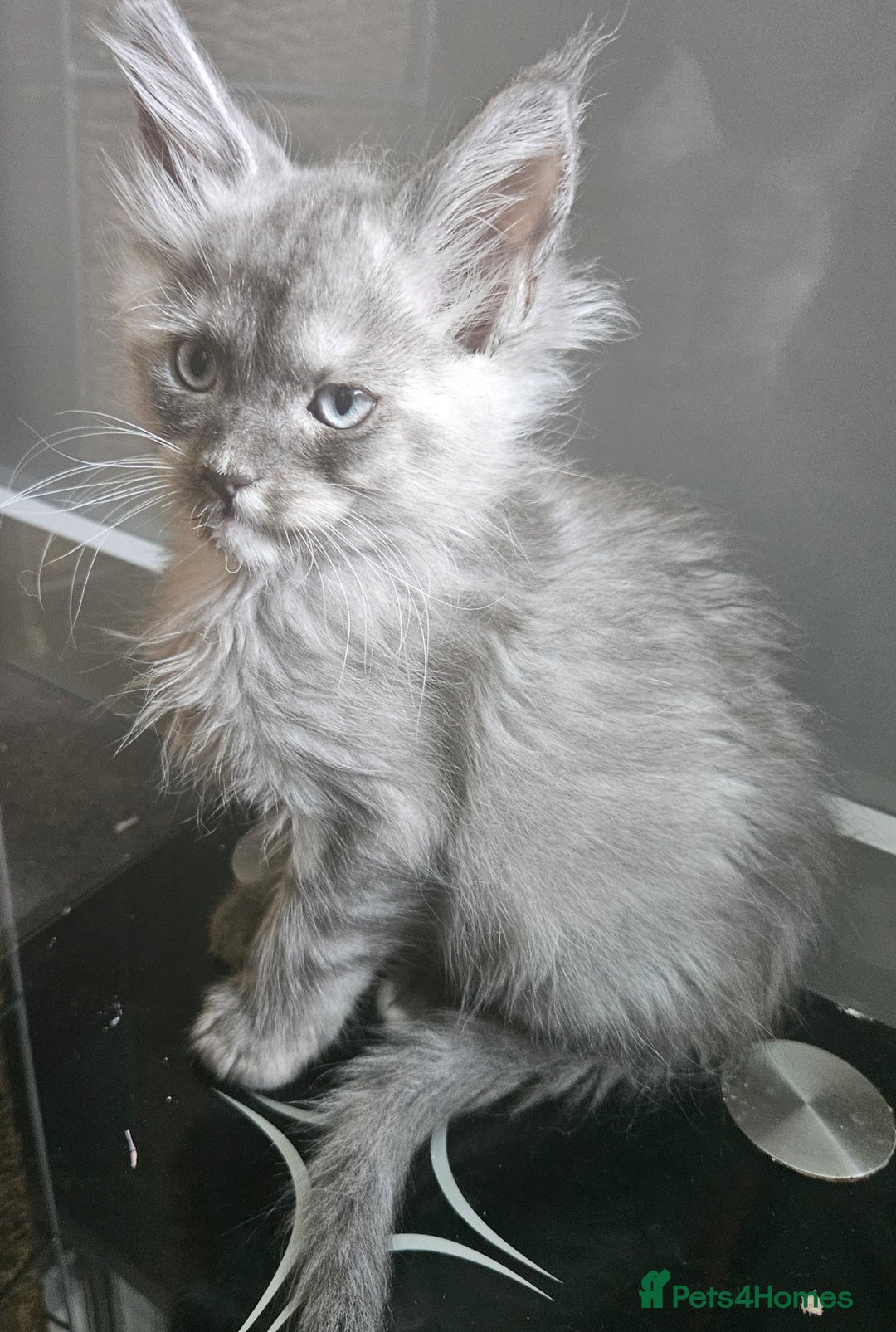 Maine Coon cats for sale: 💖READY NOW💖health tested 💖pure pedigree - Image 5