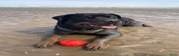 Rottweiler dogs for sale: KC Registered Rottweiler Puppies - Advert 12