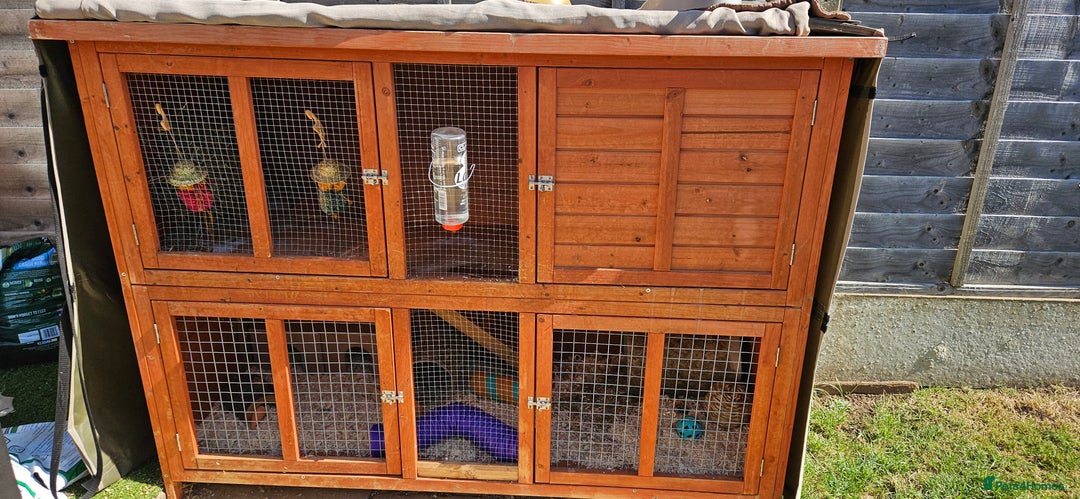 Guinea Pig rodents for sale: 2 female guinea pigs - Image 2