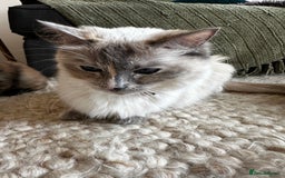 Ragdoll cats for sale: x4 adorable half ragdoll kittens ready to go soon - Image 11