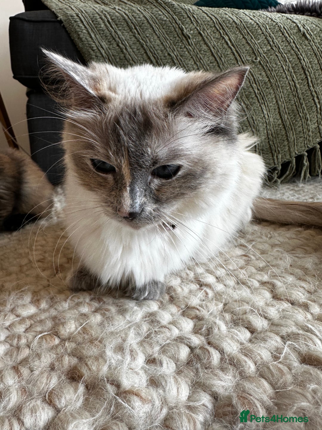 Ragdoll cats for sale: x4 adorable half ragdoll kittens ready to go soon - Image 11