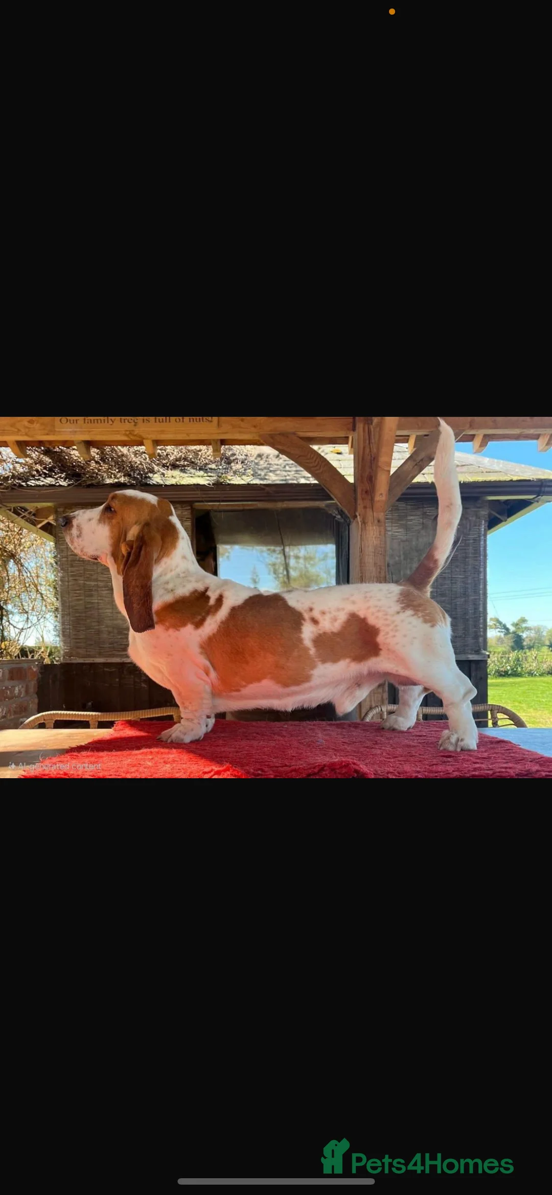 Basset Hound dogs for sale: Basset hound puppies!!! KC reg. - Advert 10