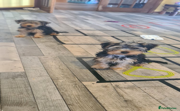 Yorkshire Terrier dogs for sale - Advert 2