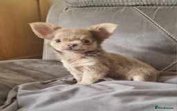 Chihuahua dogs for sale: READY NOW KC Reg Chihuahua boy longhair - Image 4