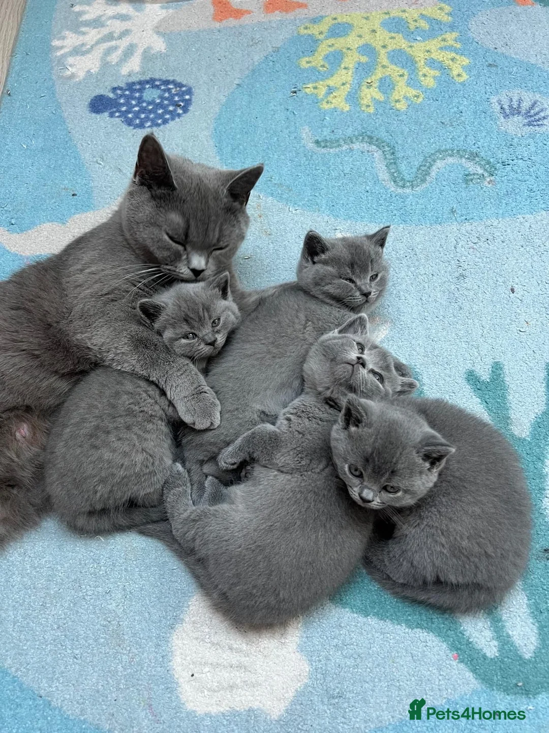 British Shorthair cats for sale: Pedigree British Shorthair Kittens  - Advert 2