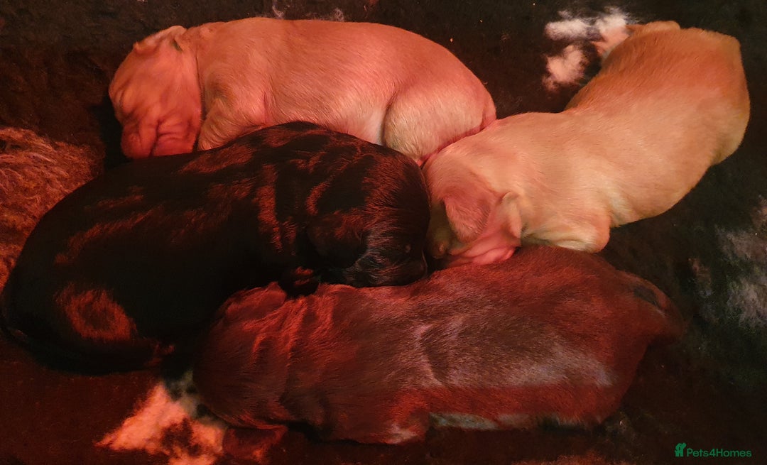 Cocker Spaniel dogs for sale: KC Registered Working Cocker Spaniel  - Advert 7