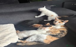 Mixed Breed cats for sale: 2 girls 2 boys beautiful playful kittens - Image 12