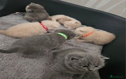 British Shorthair cats for sale: Pretty British shorthair  - Image 4