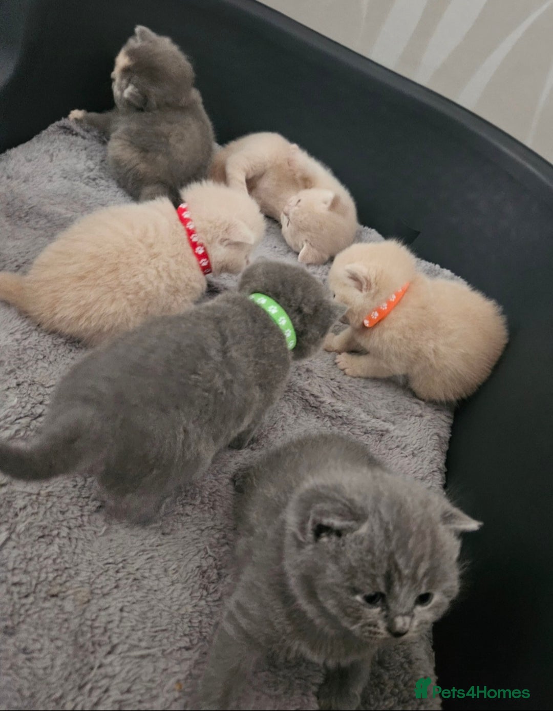 British Shorthair cats for sale: Pretty British shorthair  - Image 4