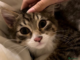 British Longhair cats Playful and Cuddly Kittens for Sale - Advert 2