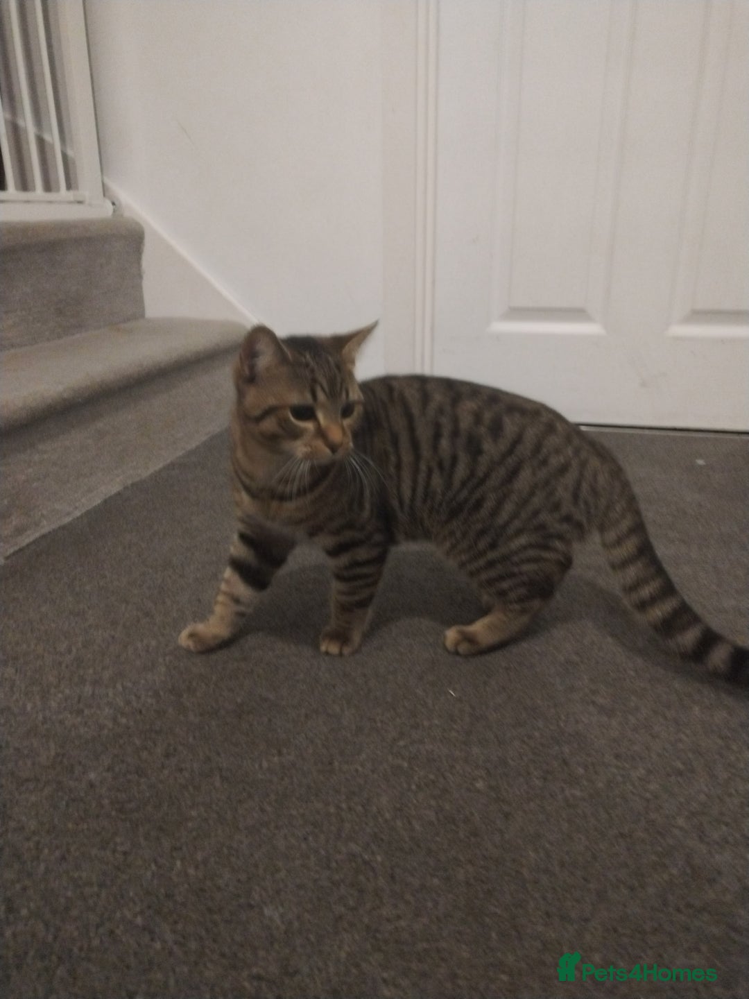 Mixed Breed cats for sale: House cats brothers  - Advert 2