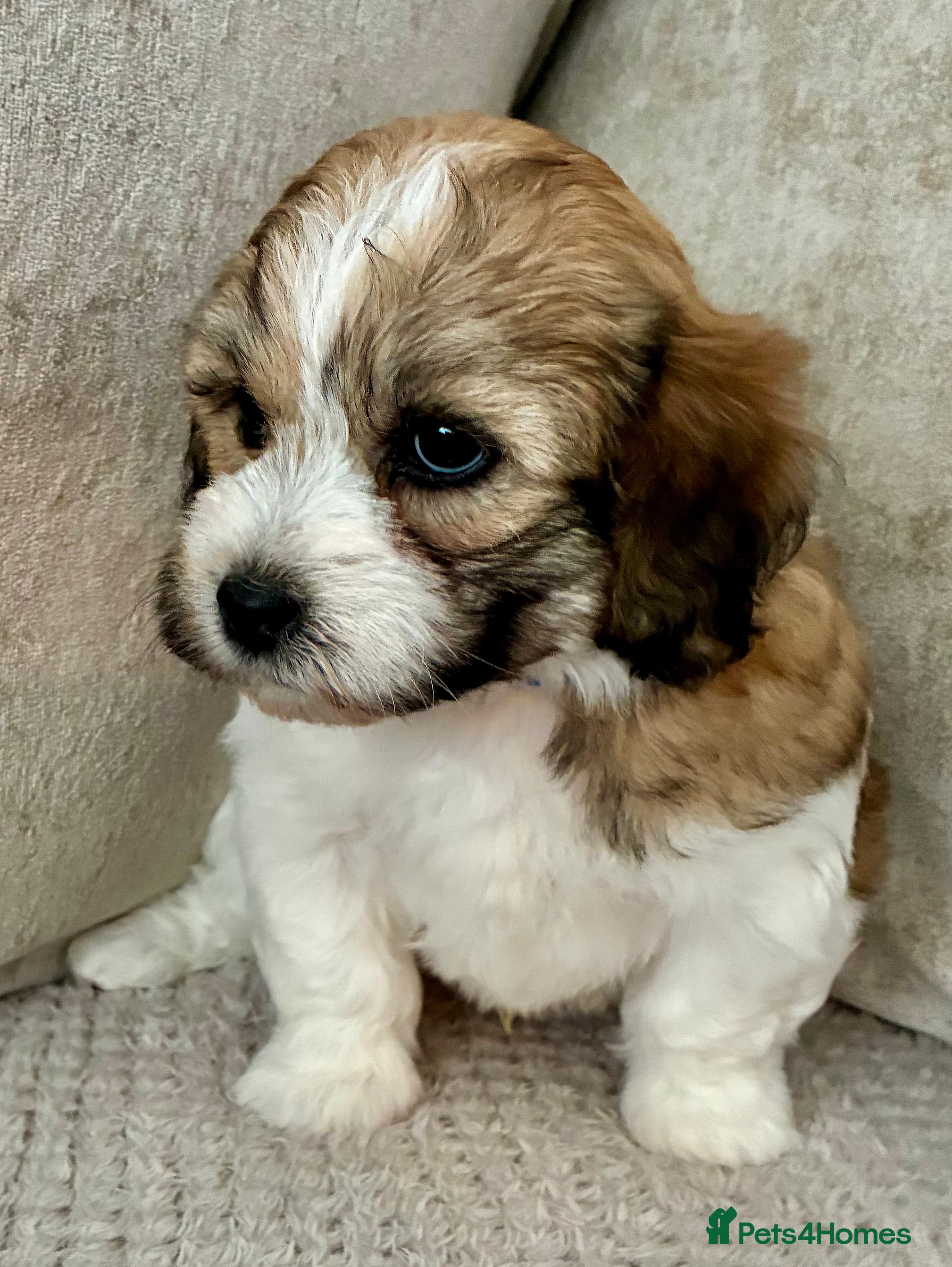Mixed Breed dogs La chon  - Advert 2