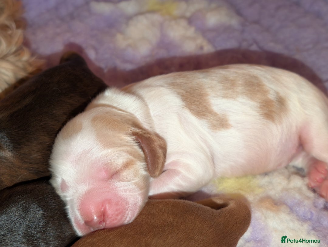 Cocker Spaniel dogs for sale: CHAMPION BLOODLINE SHOW COCKER BOY PUPPIES  - Advert 9