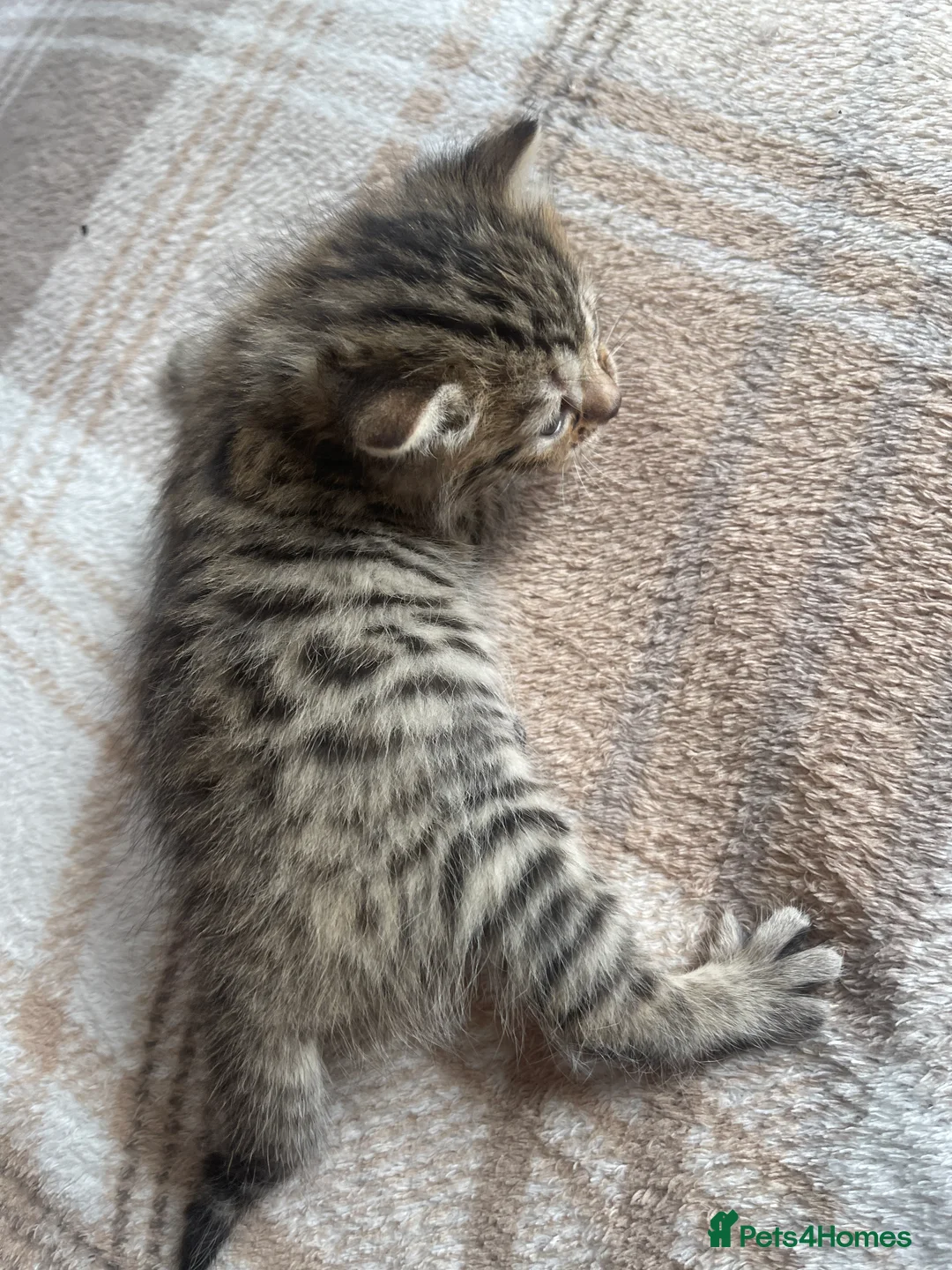 Bengal cats for sale: Bengal kittens  - Advert 2