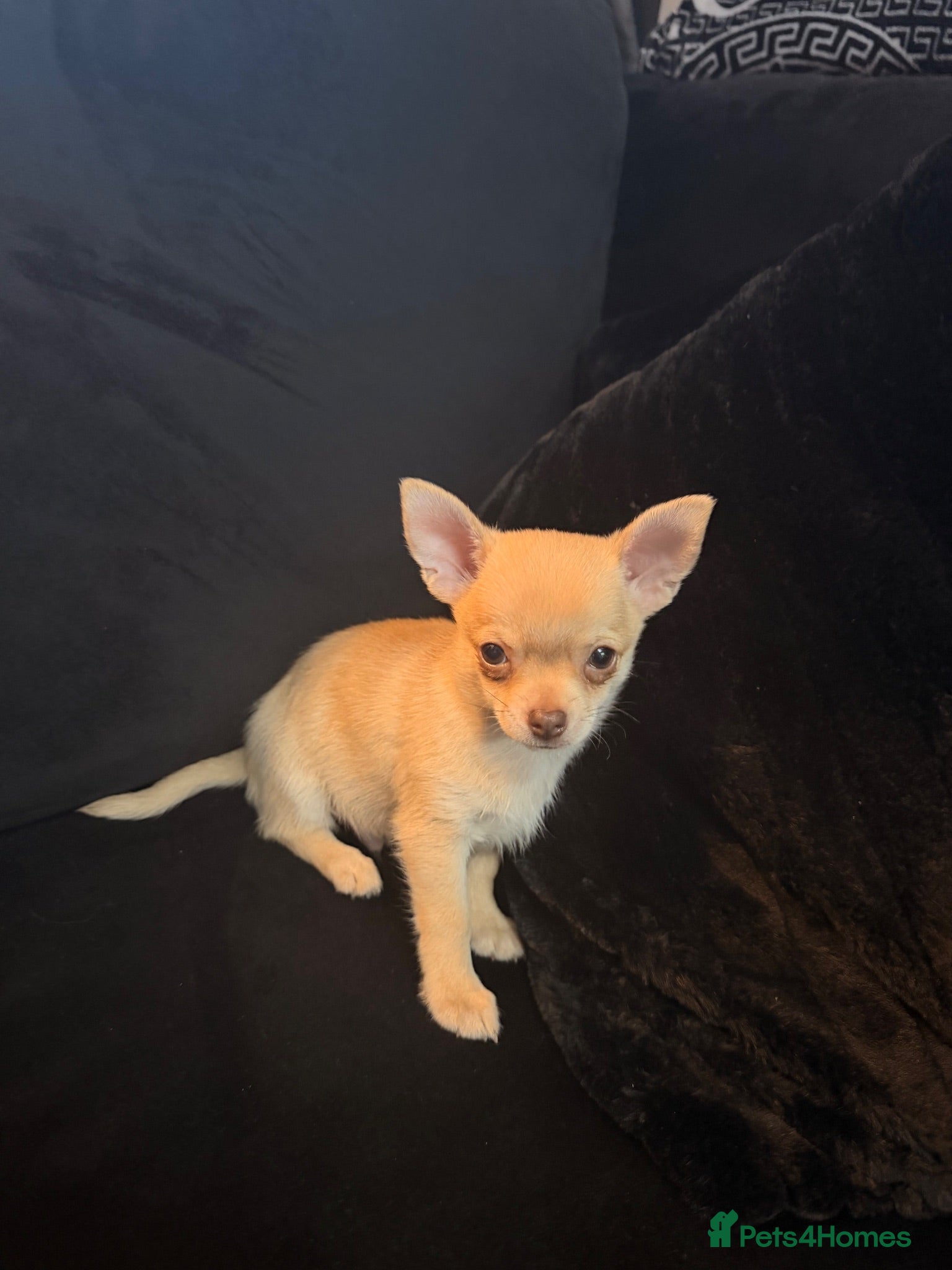 Chihuahua dogs Chihuahua puppies🩷🩵 - Advert 2