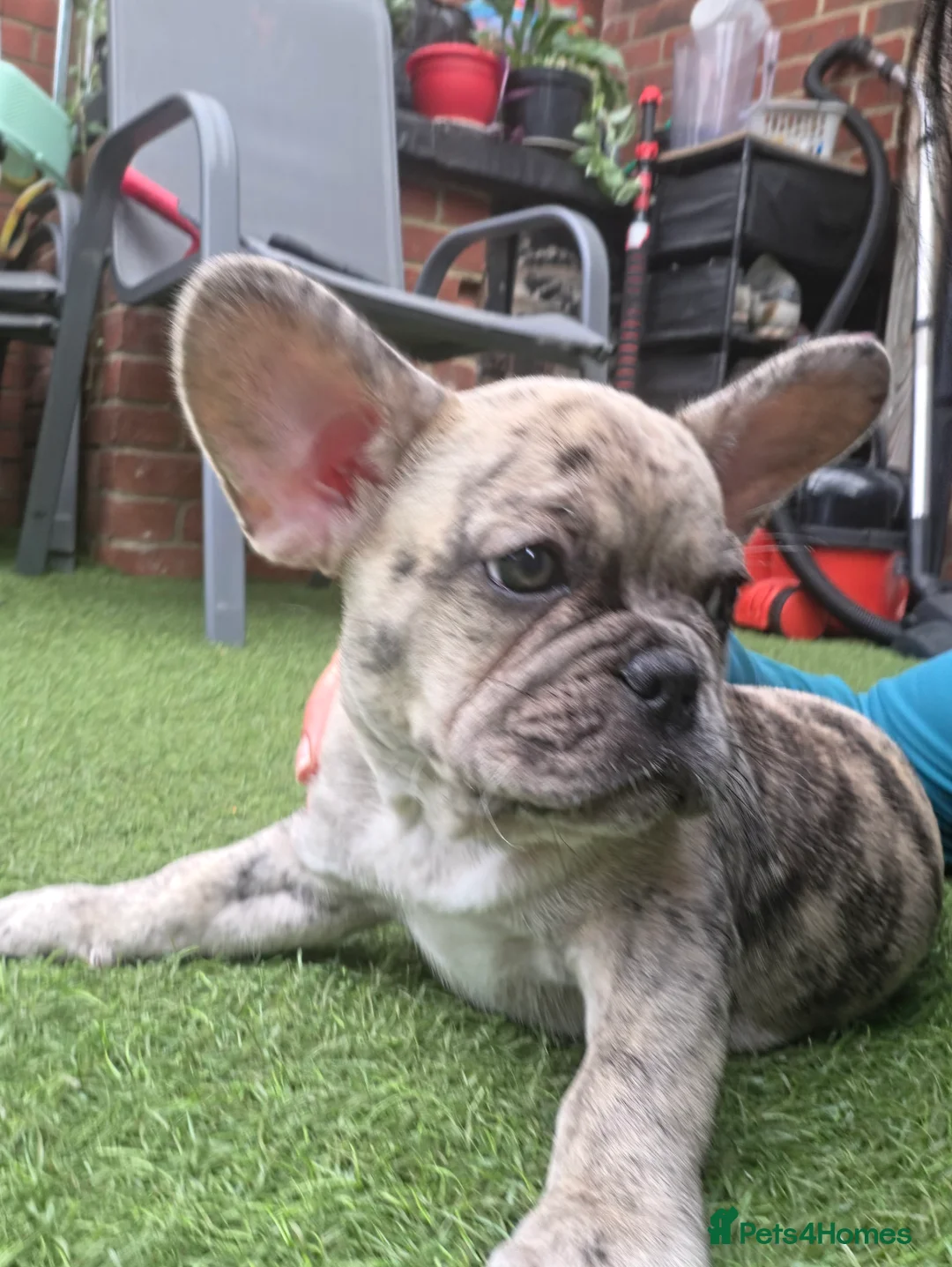 French Bulldog dogs for sale:  French buldogs  . - Advert 2