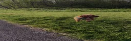 Cockapoo dogs for sale: 1 year old cockapoo Teddy  - Advert 7